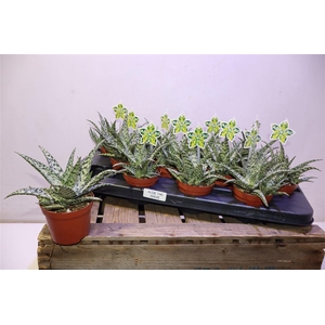 arr8 Aloe Tiki Wave