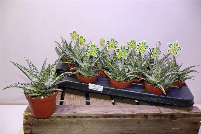 <h4>arr8 Aloe Tiki Tahi</h4>