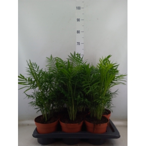 Chamaedorea elegans