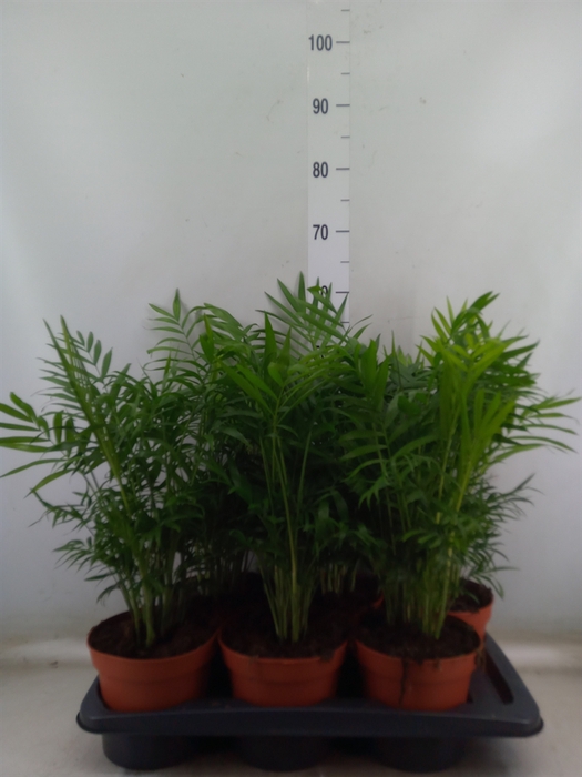 <h4>Chamaedorea elegans</h4>