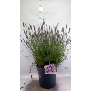Lavandula interm. 'Sensational'