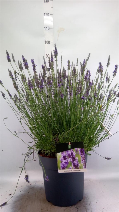 <h4>Lavandula interm. 'Sensational'</h4>