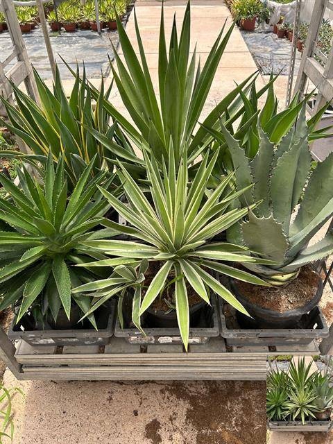 <h4>AGAVE OV</h4>