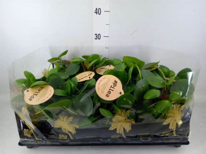 <h4>Pilea peperomioides</h4>