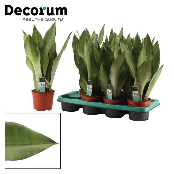 <h4>Sansevieria Moonshine 14 cm (Decorum)</h4>