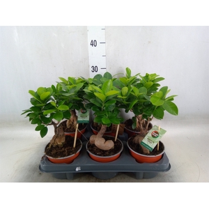 Ficus microcarpa 'Ginseng'