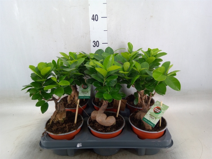 <h4>Ficus microcarpa 'Ginseng'</h4>