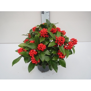O'Berries Beauty
