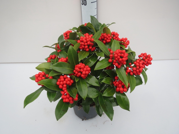 <h4>O'Berries Beauty</h4>