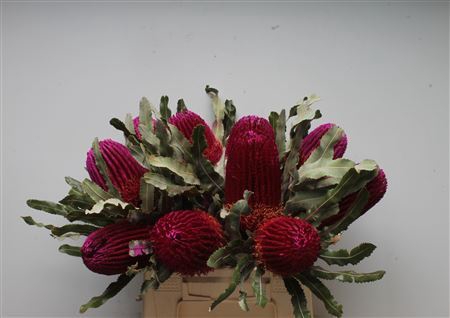 <h4>Banksia menziesii</h4>