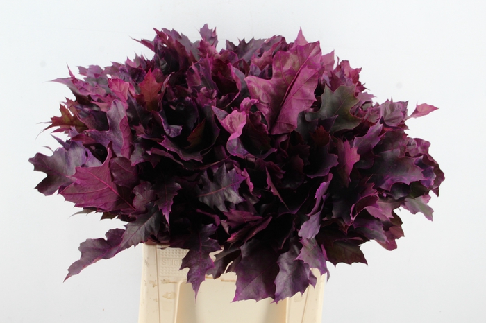 <h4>QUERC RUBRA FROST ERICA</h4>