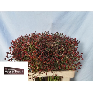 ROSA MAG RED CASCADE