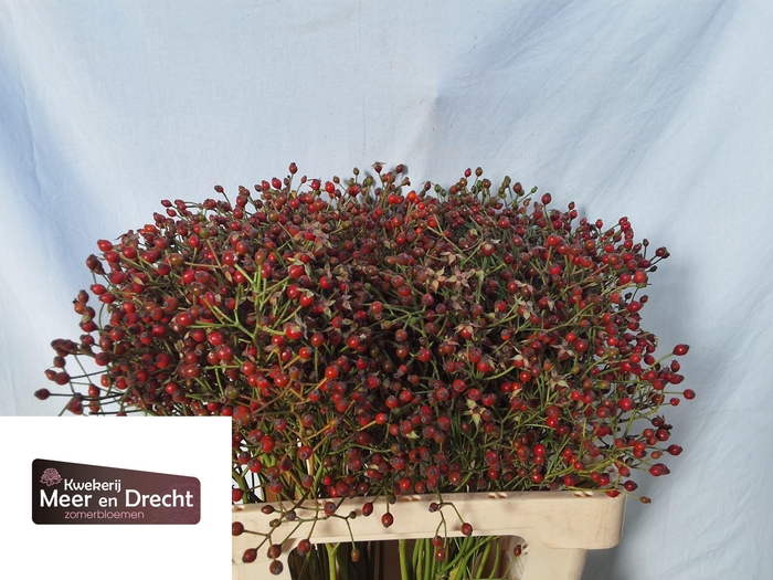 <h4>ROSA MAG RED CASCADE</h4>