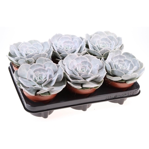 Echeveria  'Pollux'