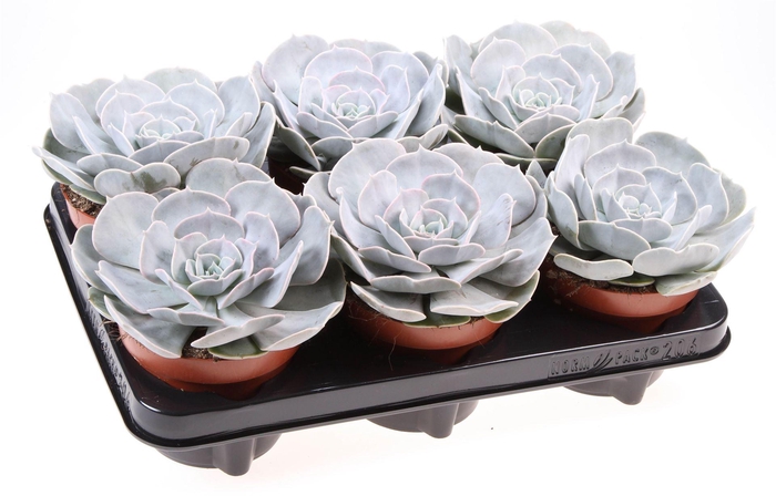 <h4>Echeveria 'Pollux'</h4>
