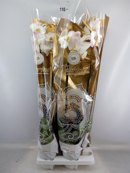 <h4>Phalaenopsis   ...white</h4>