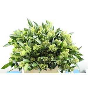 Skimmia Kew Green Pbs L 60!!!!