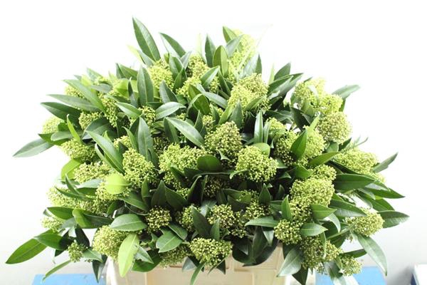 <h4>Skimmia Kew Green Pbs L 60!!!!</h4>