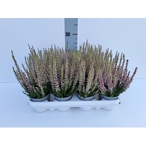 Calluna vulg. 'Beauty L Michelle'