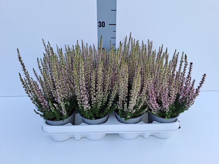 <h4>Calluna vulg. 'Beauty L Michelle'</h4>