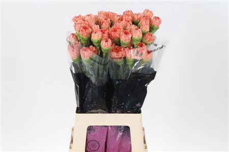 <h4>Di St Happy Soleado</h4>