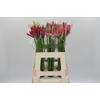 Nerine Mix