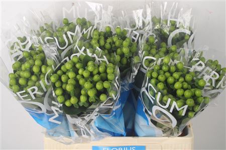 <h4>Hyp Coco Bamboo Green</h4>