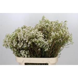Chamelaucium Morning Delight