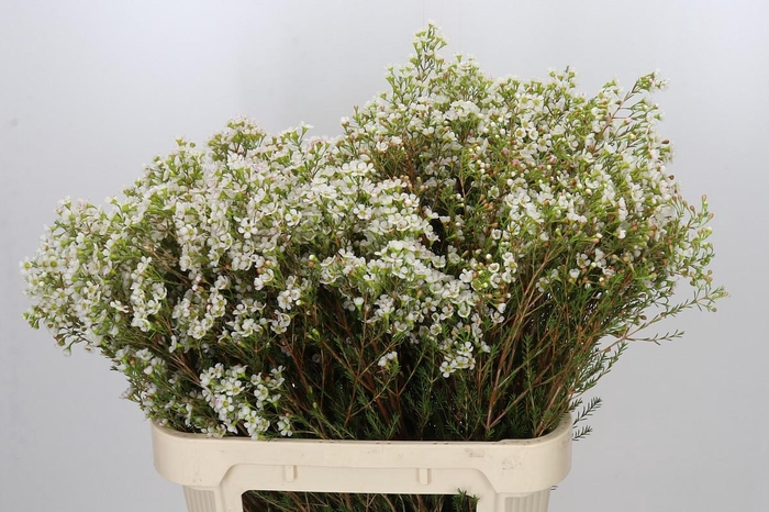 <h4>Chamelaucium Morning Delight</h4>