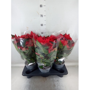 Euphorbia pulc. 'Christ Feel'