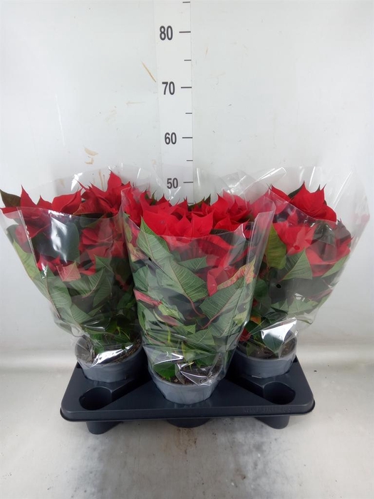 <h4>Euphorbia pulc. 'Christ Feel'</h4>