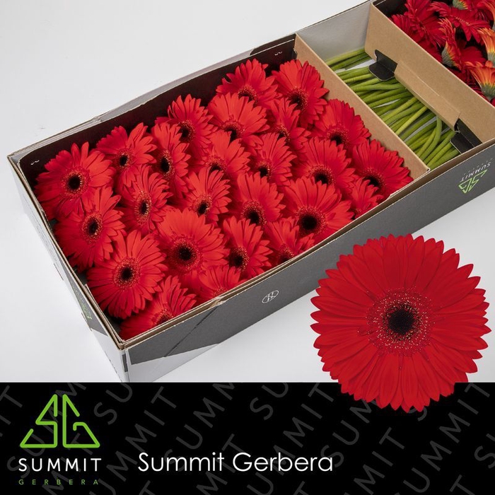 Gerbera Blinddate Doos