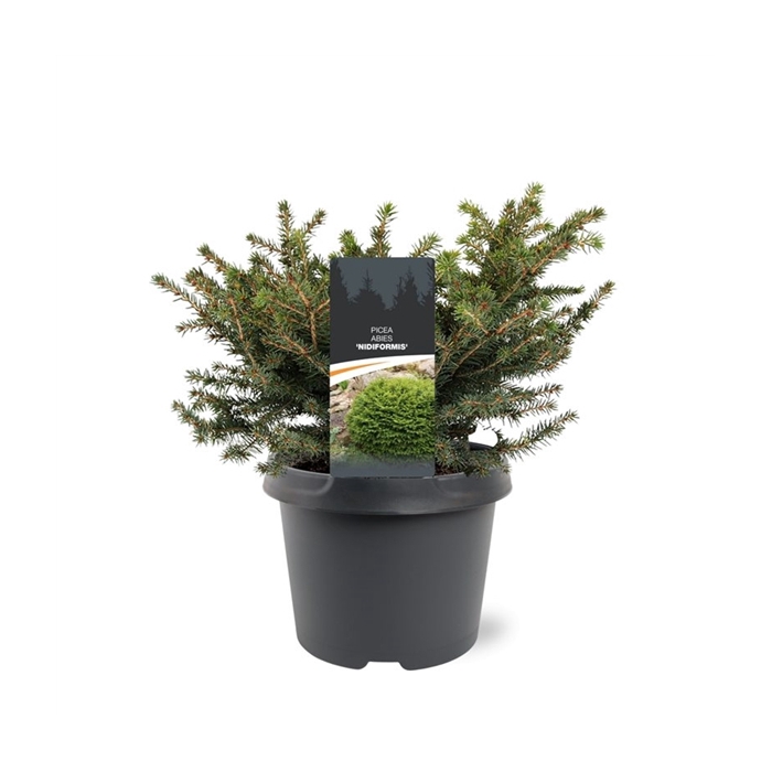 <h4>Picea abies 'Nidiformis'</h4>