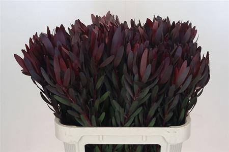 <h4>Leucad Saf Sunset</h4>