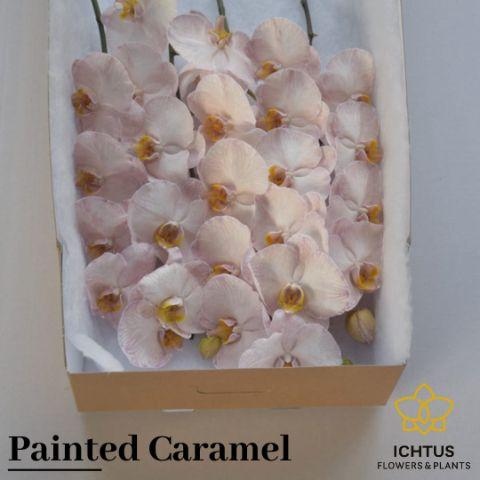 <h4>PHAL PAINTED CARAMEL BLOEM 25 Bloemen</h4>