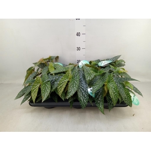 Begonia BD 'Double Dot'