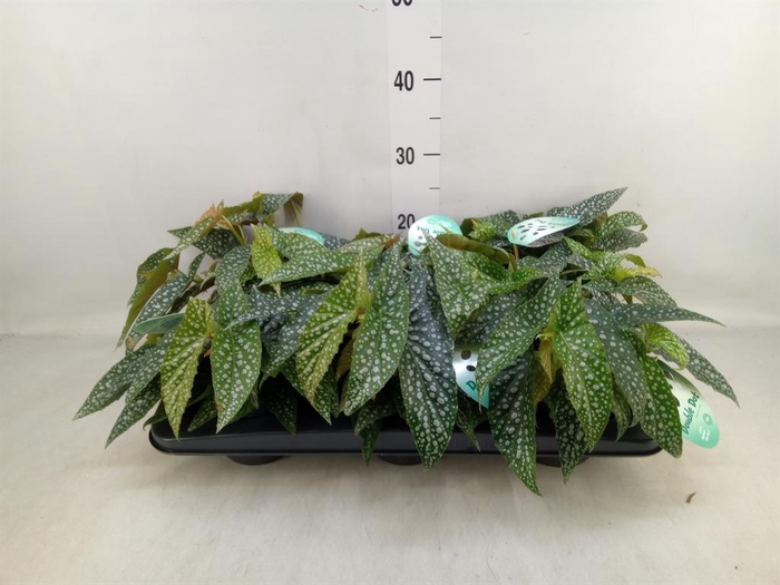 <h4>Begonia BD 'Double Dot'</h4>