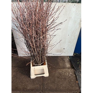 AMELANCHIER LAMARCKI