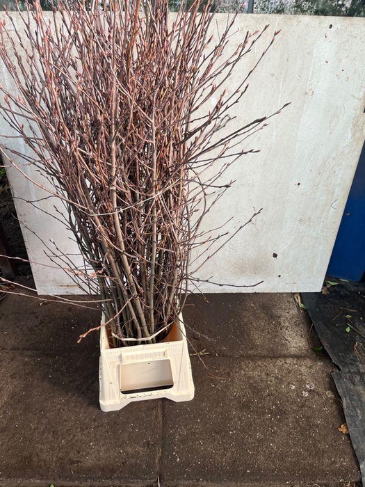 <h4>AMELANCHIER LAMARCKI</h4>