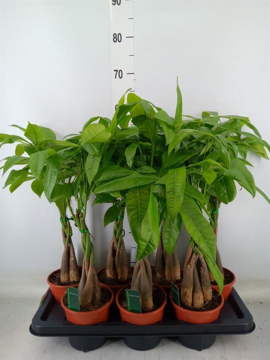 <h4>Pachira aquatica</h4>