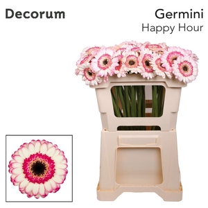 Gerbera MI 'Happy Hour'