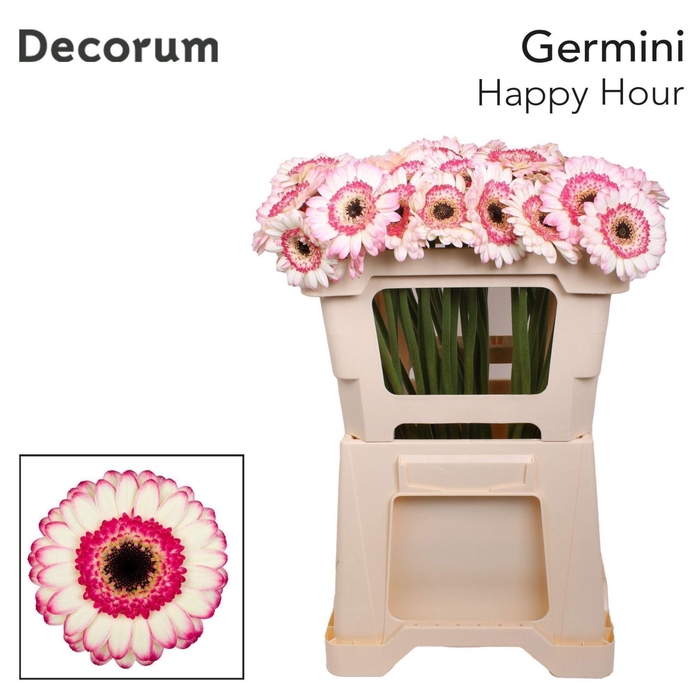 <h4>Gerbera MI 'Happy Hour'</h4>