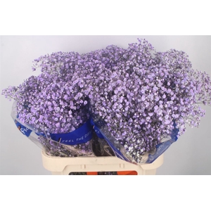 Gyps Klb Purple