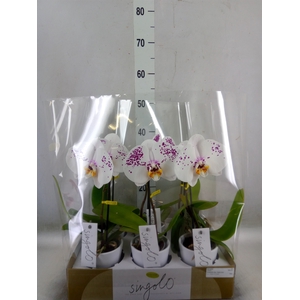 Phalaenopsis   ...