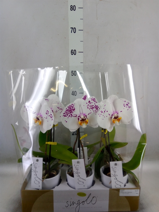 <h4>Phalaenopsis   ...</h4>