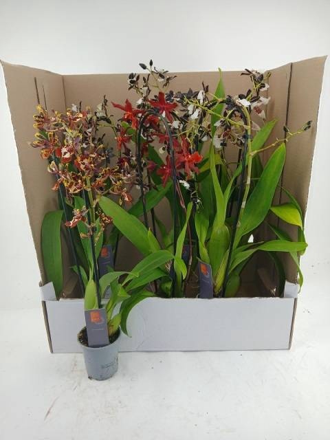 <h4>ORCHIDEEEN GEM</h4>