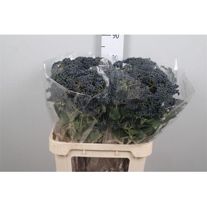 Viburnum Inge