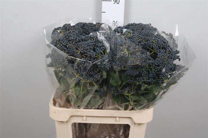 <h4>Viburnum Inge</h4>