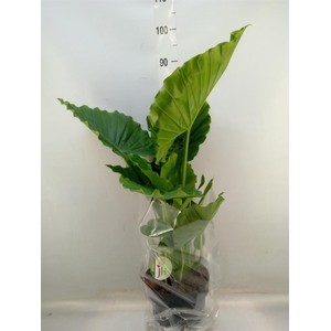 Alocasia gageana