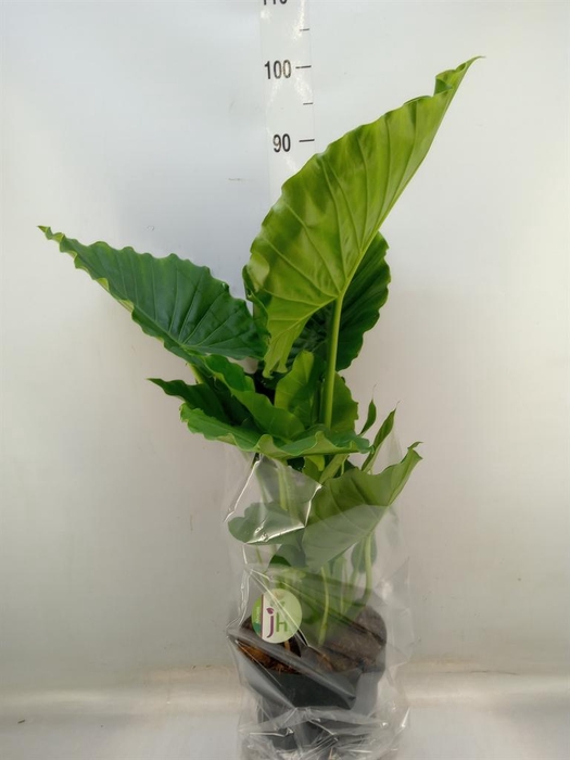 <h4>Alocasia gageana</h4>